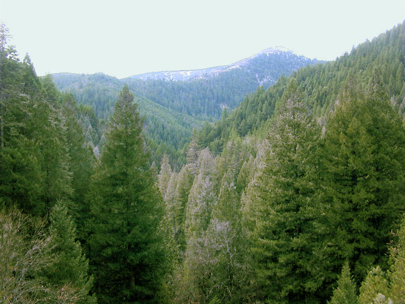 ملف:Conifer forest edit.jpg