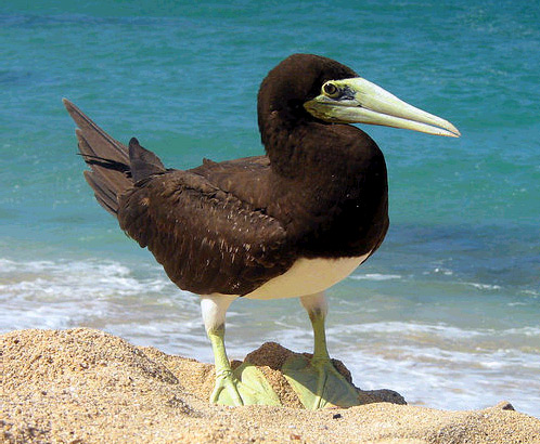 ملف:Brown booby.jpg