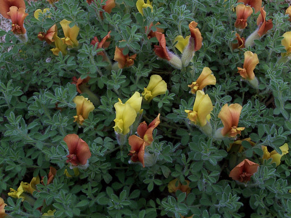 ملف:Chamaecytisus polytrichus.jpg