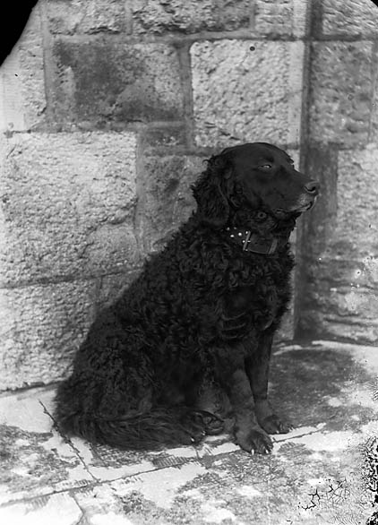 ملف:A retriever NLW3363265.jpg