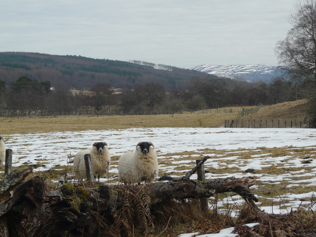 ملف:Curious sheep, Gruinards, Strathcarron - geograph.org.uk - 1746948.jpg