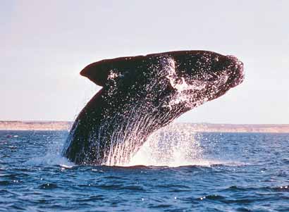 ملف:Whalepic7.jpg