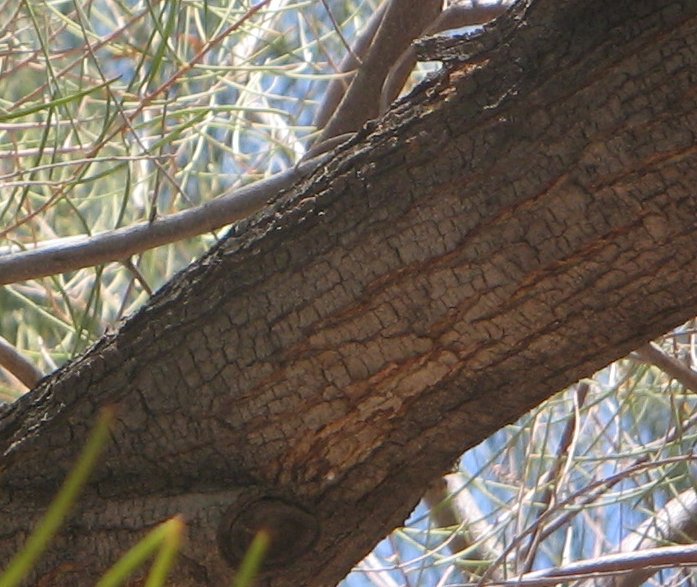 ملف:Acacia-aneura-bark3.jpg