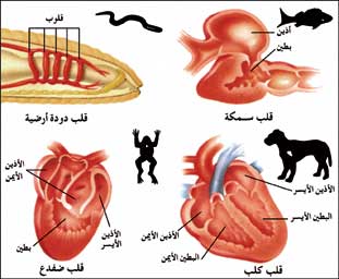 ملف:Animalheartanatomypic1.jpg