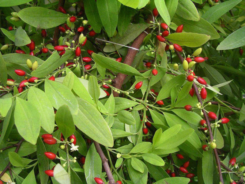 ملف:Erythroxylum novogranatense var. Novogranatense (retouched).jpg