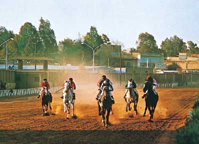 ملف:Racinghoursesipc1.jpg