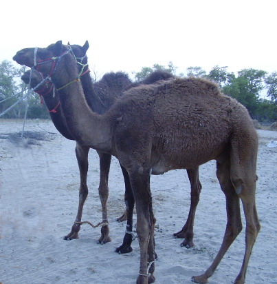 ملف:Camel-Desert animal.jpg
