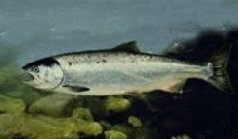 ملف:Coho.jpg