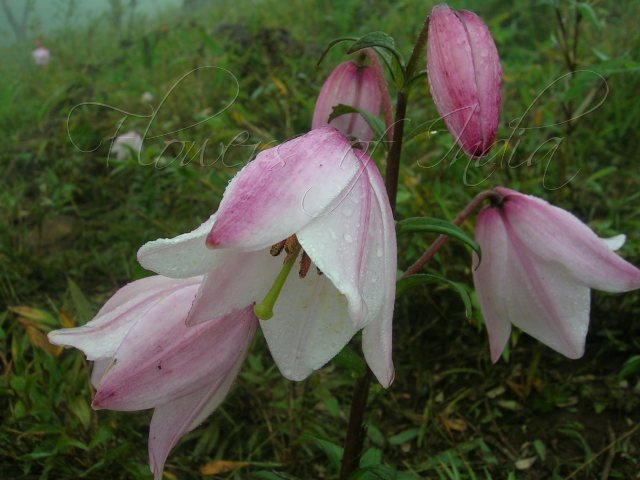 ملف:Siroi Lily.jpg