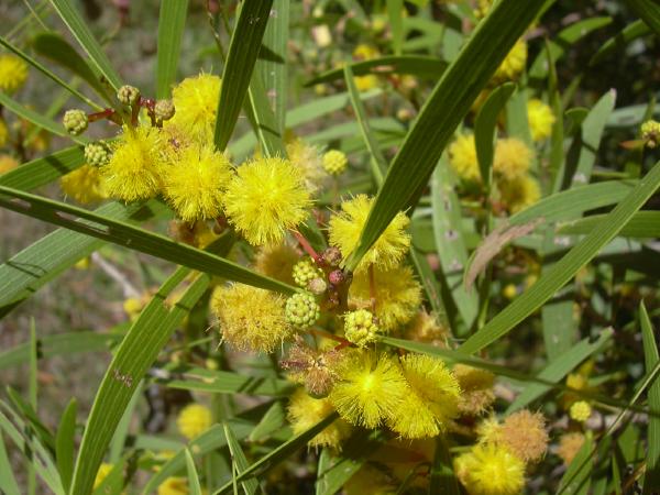 ملف:Acacia confusa-01.jpg