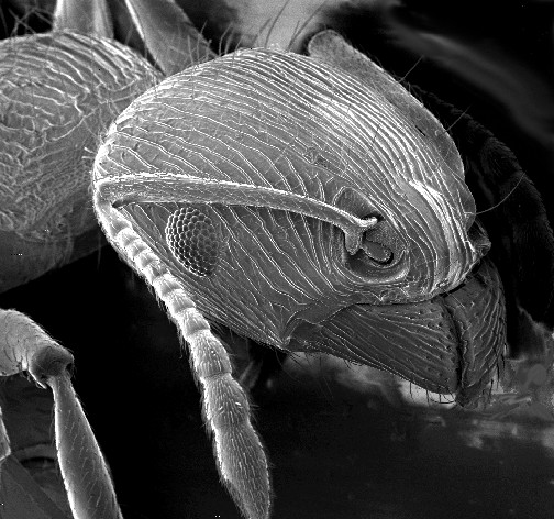ملف:Ant SEM.jpg