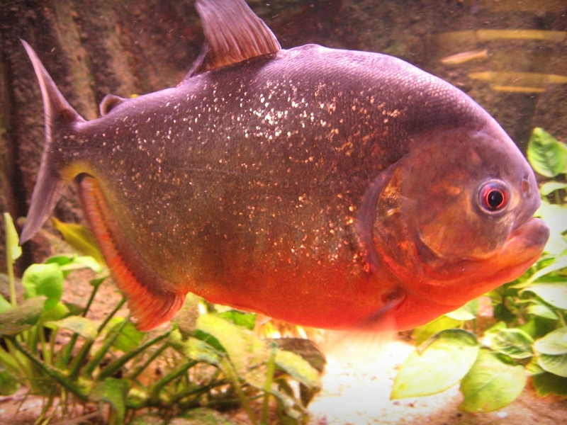 ملف:Voksen Pygocentrus Nattereri.jpg