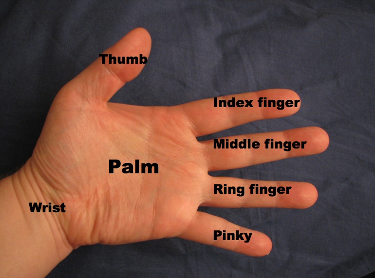 ملف:Hand parts.jpg