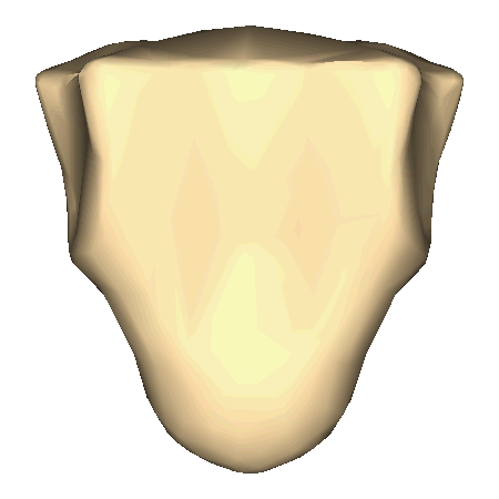 ملف:Xiphoid process - close-up - animation.gif