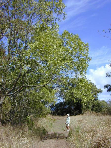 ملف:Acaciaauriculiformis1web.jpg