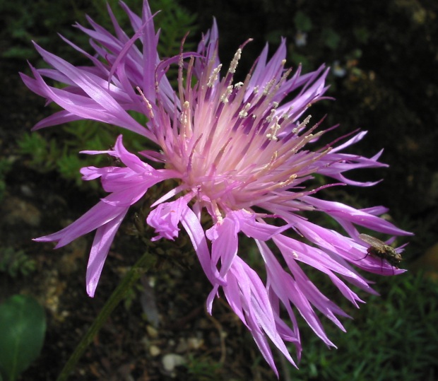 ملف:Centaurea simplicaulis.jpg