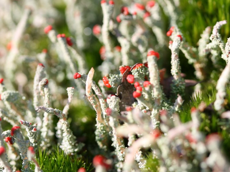 ملف:Cladonia macilenta.jpeg