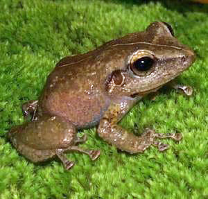 ملف:Common Coquí.jpg