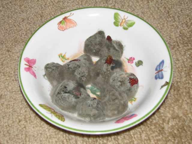 ملف:Moldy Strawberries.jpg