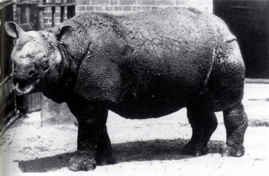 ملف:Rhinoceros sondaicus in London Zoo.jpg