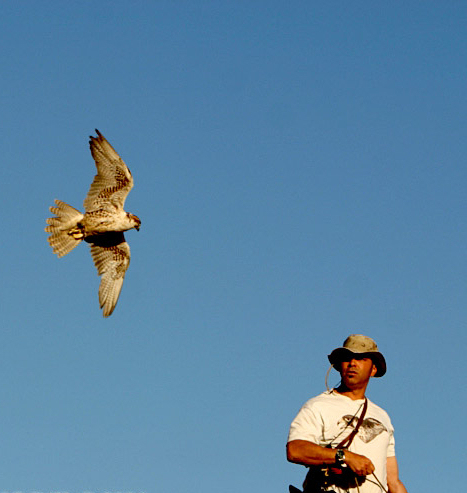 ملف:Falconry-CRW 2879 copy.jpg