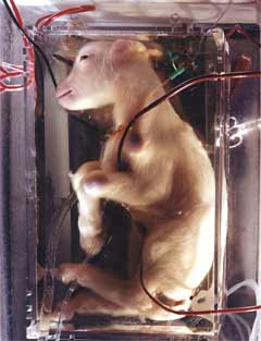 ملف:Growing cheep Baby In Artificial Womb Uterus Fetus.jpg