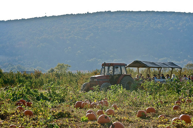ملف:Bluemont pumpkin farm.jpg