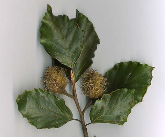 ملف:European Beech.jpg