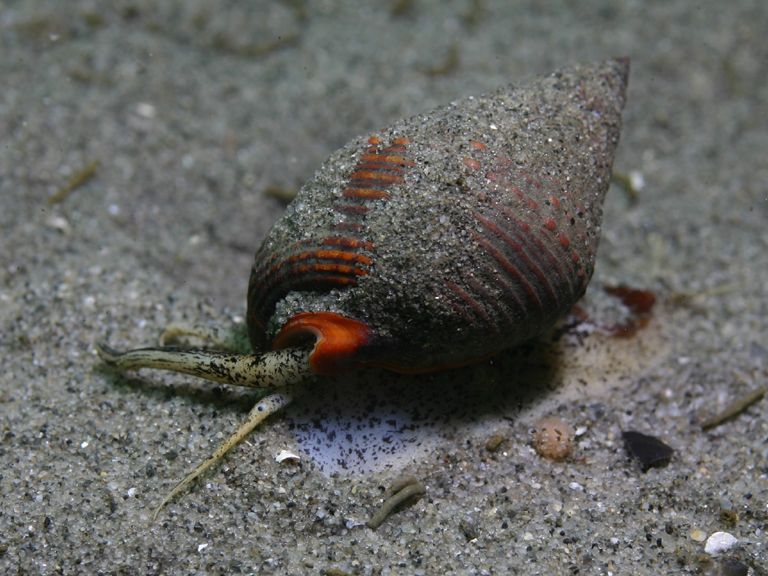 ملف:Nassarius tiarula.jpg