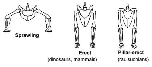 ملف:Sprawling and erect hip joints - horiz.png