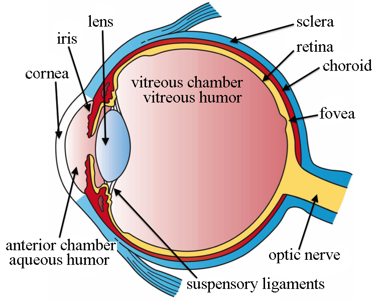 ملف:Three Main Layers of the Eye.png