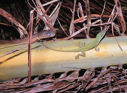 ملف:Anole and snake.jpg