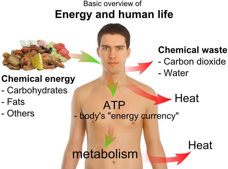 ملف:Energy and life.png