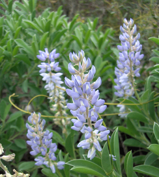 ملف:Lupinus diffusus.gif