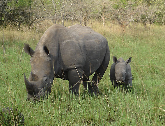 ملف:Uganda Murchison-Falls-Rhinos.jpg