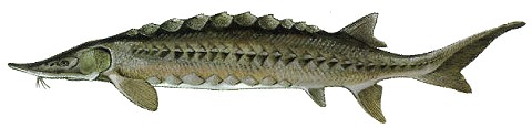 ملف:Atlantic sturgeon.jpg