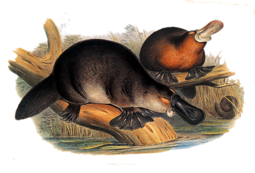 ملف:Gould John Duckbilled Platypus 1845-1863.png