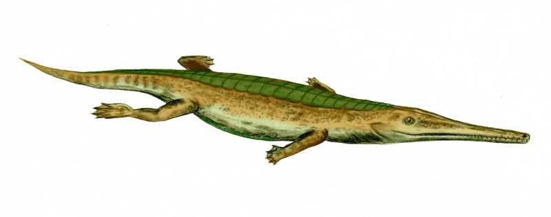 ملف:Pelagosaurus BW.jpg