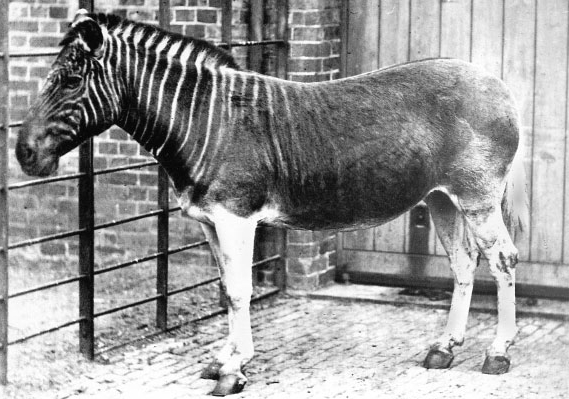 ملف:Quagga photo.jpg