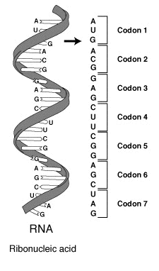 ملف:RNA-codons.png