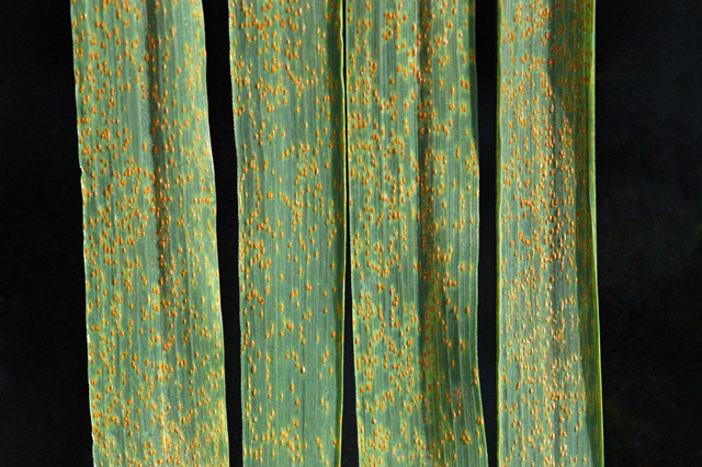 ملف:Wheat leaf rust on wheat.jpg