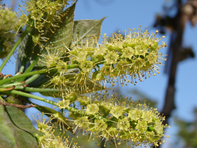 ملف:Flickr - João de Deus Medeiros - Terminalia argentea (2).jpg