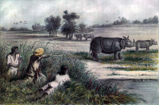 ملف:Javan Rhino Zimmerman.jpg