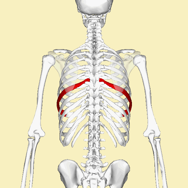 ملف:Seventh rib animation.gif