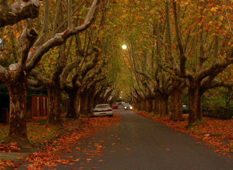 ملف:Victoria Avenue - Canterbury.jpg