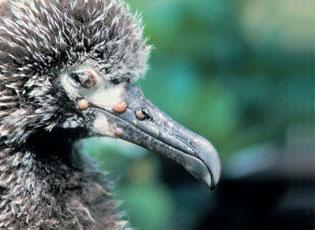 ملف:Fowlpox.jpg