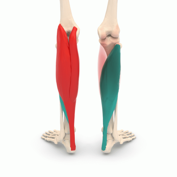 ملف:Triceps surae - animation.gif