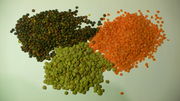 ملف:3 types of lentil.jpg