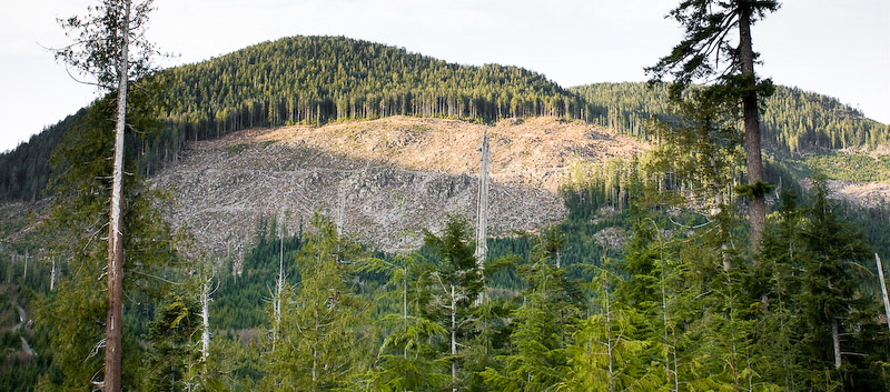 ملف:Gordon River Clearcut.jpg