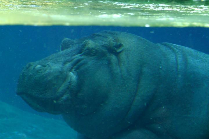 ملف:Lightmatter hippo.jpg